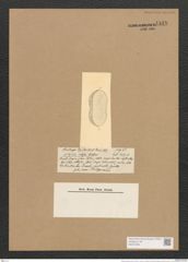 Nitzschia oboesa Castr. (de-Toni-Nr.: Genus 47, Species 2156) Zeichnungen Sammlung Grunow Nr. 4348 (NHMW-BOT-W0372393)